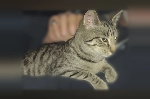 Missing cat Calhoun, photo: Lost male cat, U.S. 51, 722, Troy, Calhoun - loving, chipped, and fixed