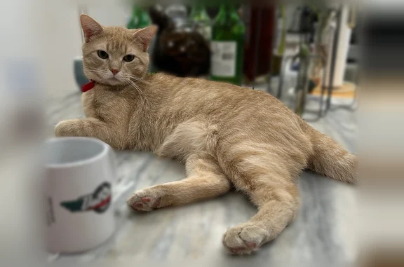 Missing cat Irving, photo: Missing cat Male, Irving (usl536081)