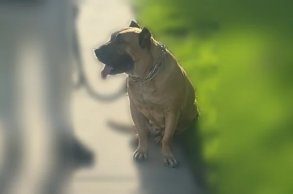 Lost dog, Mira Lago Boulevard, Farmers Branch - female, fawn and golden brown - photo