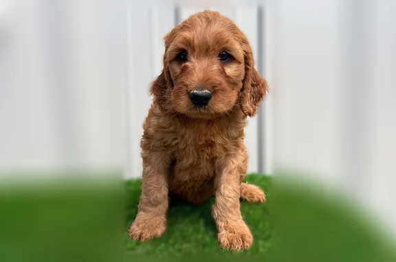 Lost dog, Garden Grace Drive, 329, Indianapolis - small red-brown puppy - photo