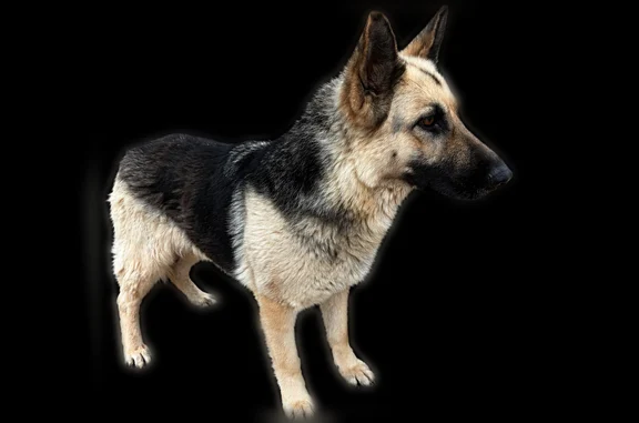 Missing dog Paragould, photo: Lost dog, Linwood Drive, Paragould - female named Silver