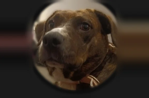 Missing dog Gig Harbor, photo: Missing dog Female, Gig Harbor (usl536093)