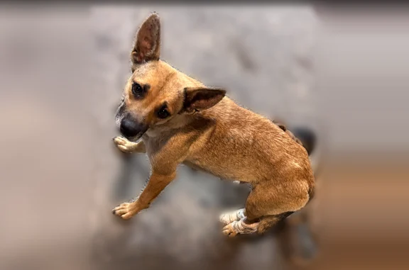 Lost dog, County Road 1725 East, Norris City - female with pointed ears - photo