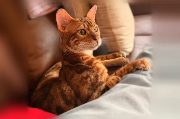 Missing cat Lawrenceville, photo: Lost male cat, Azalea Drive, Lawrenceville - cheetah print patterns