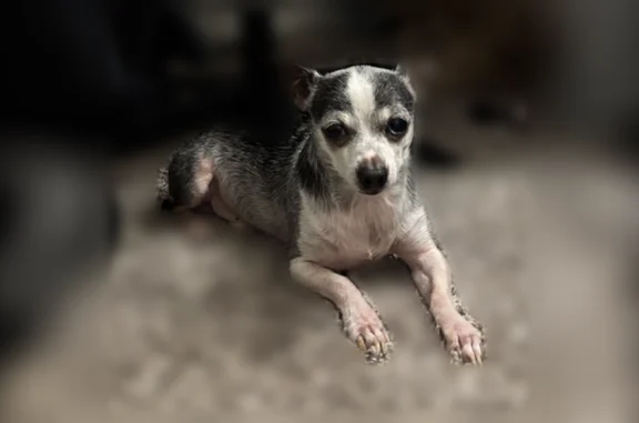 Missing dog Philadelphia, photo: Lost male dog, Salem Woods Road, Philadelphia - black and white chihuahua