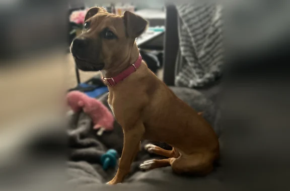 Lost dog, Ewing Road, Owensboro - female with pink collar - photo