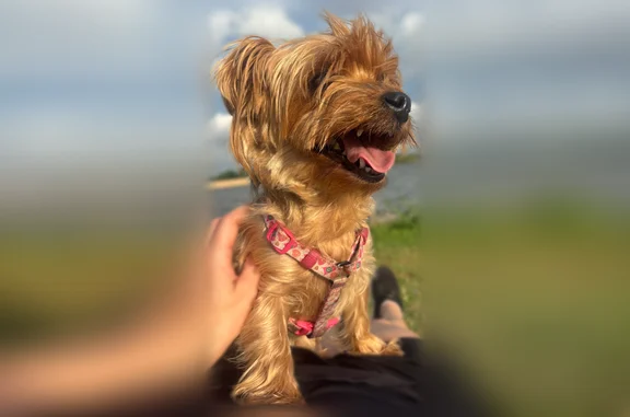 Lost dog, West Hefner Road, Oklahoma City - female, tan/silver - photo