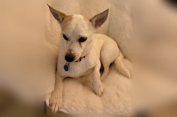 Lost dog, Deanna Street, Robinson - white with brown spots - photo