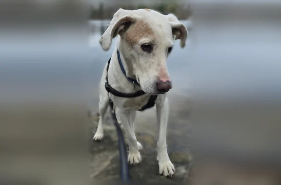 Lost male dog, Olive Avenue, 68, Malden, Windsor - white with large tan spots - photo