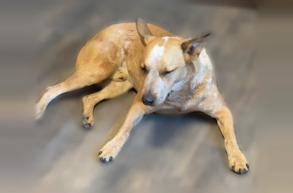 Lost male dog, North Broadway Street, Ballinger - Red Heeler named Rastus - photo