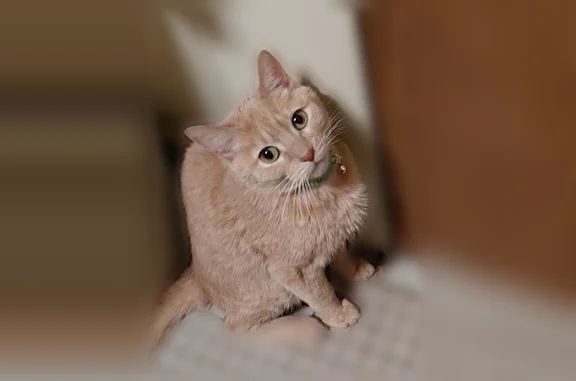 Lost female cat, Livonia Avenue, Yonkers - yellow with pink collar - photo