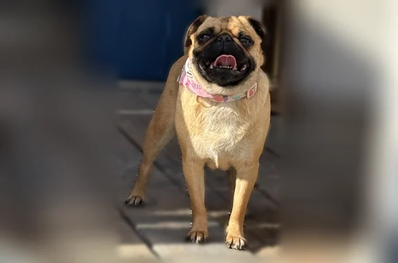 Lost female dog, Federal Avenue, El Paso - photo