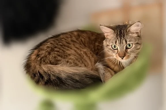 Missing cat South Fulton, photo: Lost female cat, South Fulton, Georgia - tabby with white paws