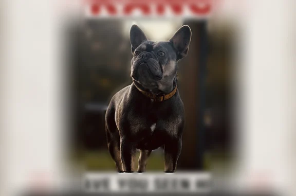 Missing dog Belleview, photo: Lost dog, Southeast 145th Street, Belleview - male named Kano