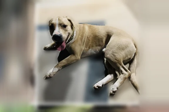 Found dog Atlanta, photo: Found male dog, South Shades Crest Road, Hoover