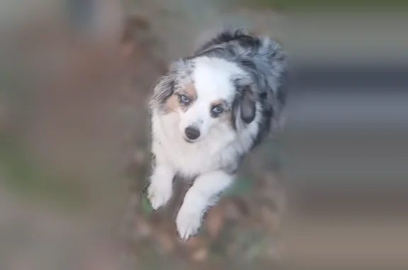 Missing dog Euless, photo: Lost dog, Parkhaven Drive, Mesquite - female mini aussie