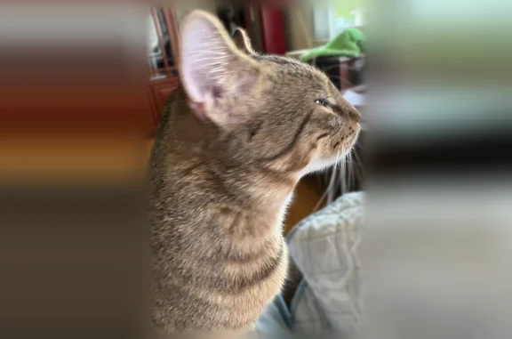 Lost cat, John F Kennedy Boulevard, Philadelphia - dark grey tabby - photo