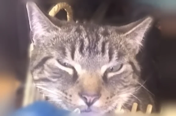 Lost male cat, Fullingmill Road, Mercer - extremely friendly - photo