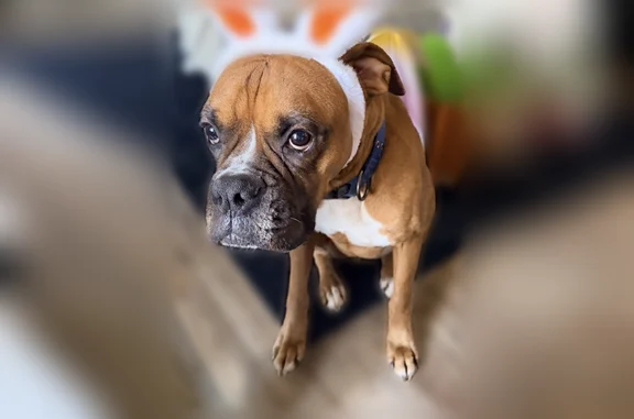 Lost dog, Indiantown Road, Locust Grove, Pittsburgh - mahogany male boxer - photo