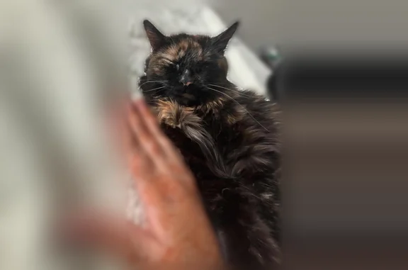 Lost female cat, Lochmar Trail, 3940, Cumming - black and brown fluffy - photo