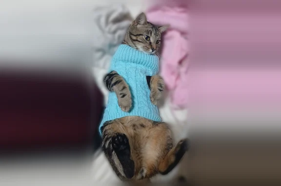 Lost cat, California Cross Road, Akron - dark with thick stripes - photo