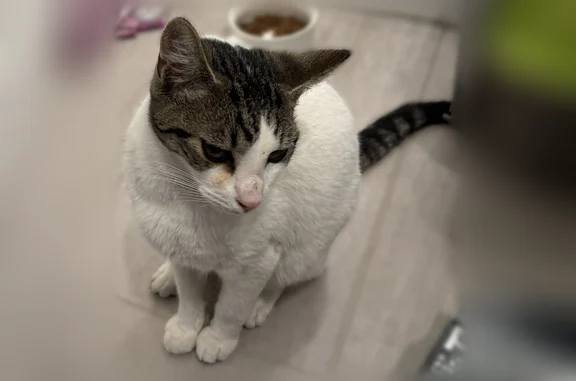 Found cat Mountain View, photo: Found cat, Deerwood Court, Mountain View - young male with tabby spots