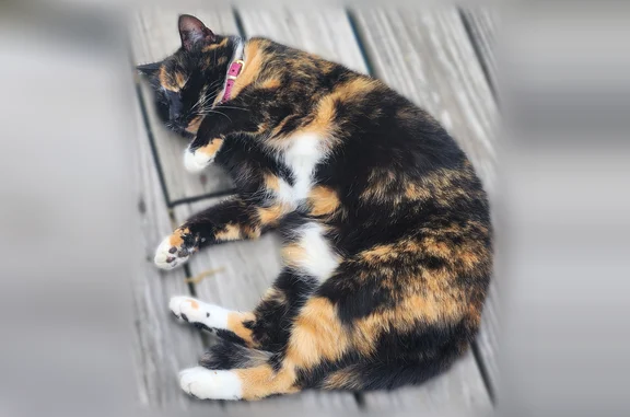Lost cat, Tennessee 153, 5701, Chattanooga - calico with pink collar - photo