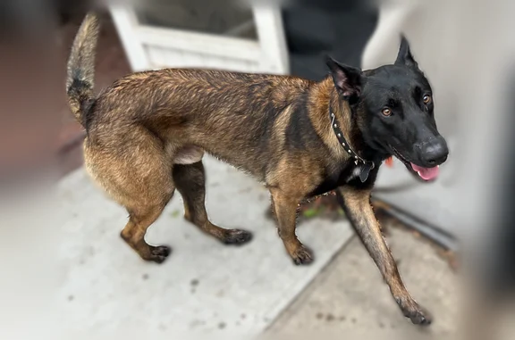 Found dog Dallas, photo: Found dog Male, Dallas (usf536132)