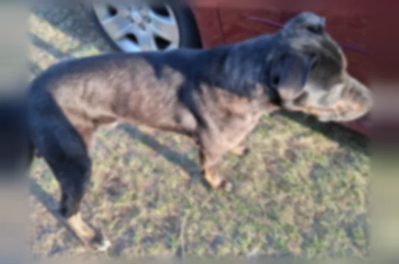 Found dog Nimrod, photo: Found male dog, Oylen, Nimrod