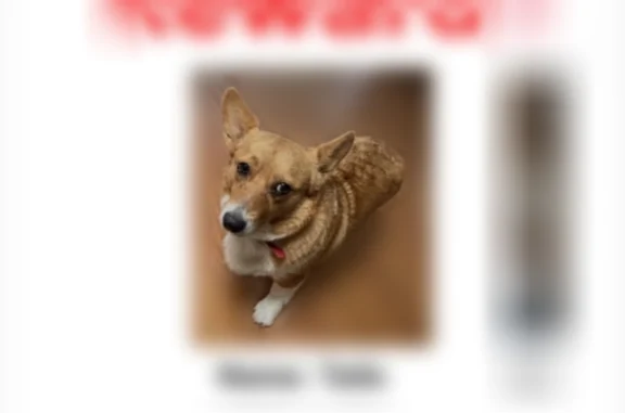 Missing dog Female, Dallas (usl536138) - photo