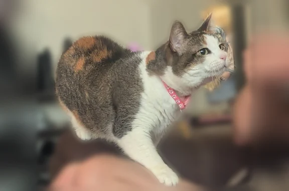 Missing cat Murray, photo: Lost cat, South 200 East, Murray - female with a pink collar