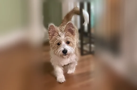 Lost dog, South Vernon Avenue, Dallas - male - photo