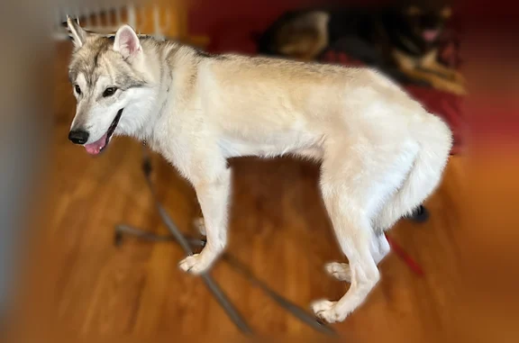 Lost dog, Primrose Lane, Flippin - very scared - photo