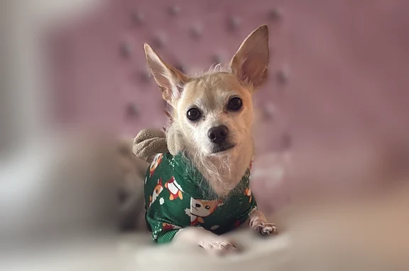 Lost dog, Evans Brook Lane, Houston - male chihuahua - photo