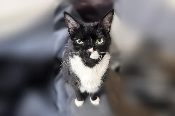 Missing cat Chicago, photo: Lost cat, West Cullerton Street, Chicago - female Tuxedo named Zoey