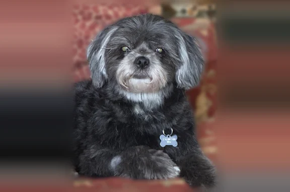 Lost dog, Northwest 24 Way, Gainesville - female with black hair - photo