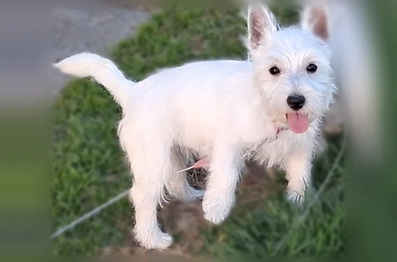 Missing dog Female, Ina (usl536150) - photo
