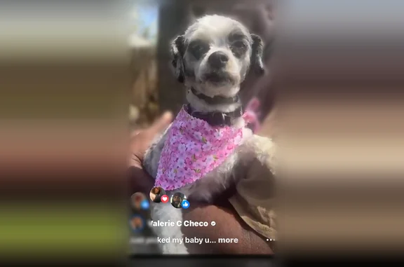 Lost dog, Harker Avenue, 76, Waterbury - female Shih Tzu mix - photo