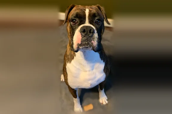 Lost dog, Wellington Lane, Chattanooga - male Boxer - photo