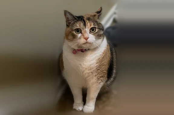 Lost cat, Grandville, Michigan - female with pink collar - photo