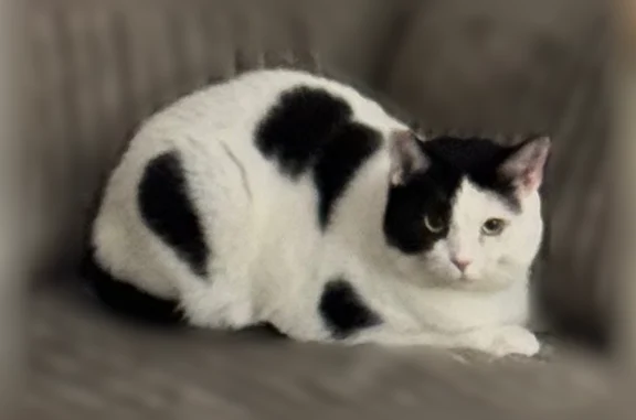 Lost cat, Bost Nursery Road, Maiden - distinctive black patch over right eye - photo