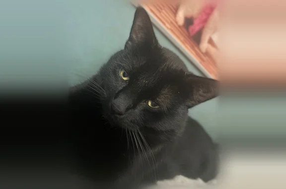 Lost cat, Cedar Avenue South, Minneapolis - black male with yellow eyes - photo