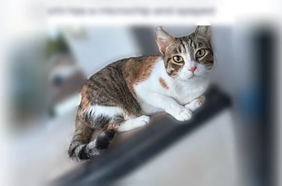 Missing cat Female, Waipahu (usl536161) - photo