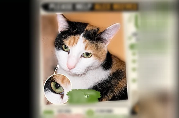 Lost cat, Redondo Lane, Orland Park, Chicago - sweet calico - photo
