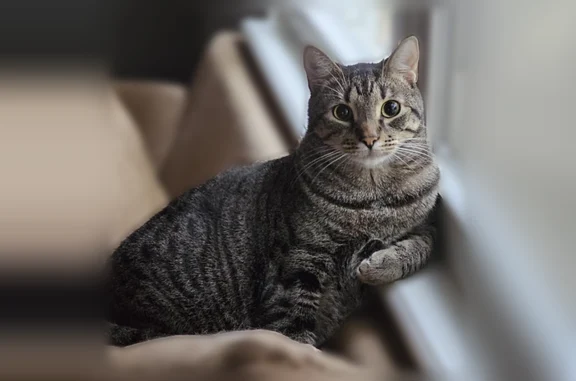 Lost cat, 1st Leaf, 207, Peachtree City, Atlanta - brown tabby, 15lb - photo