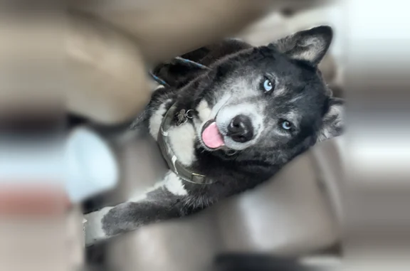Lost dog, Kushequa Avenue, Kane - male Siberian husky - photo