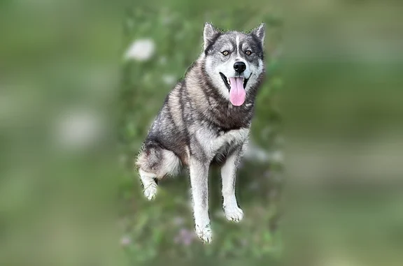 Timber is a 3 year old agouti & white Siberian husky with brown eyes.