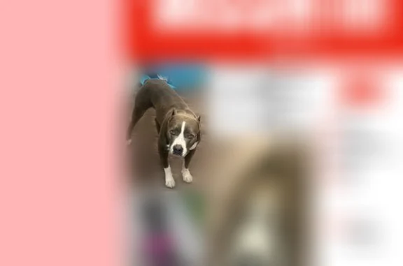 Lost dog, Aquarena Springs Drive, 1640, San Marcos - silver/grey medium-sized pitbull - photo