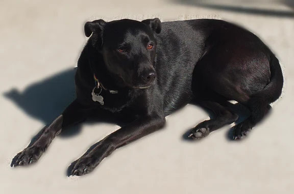 Missing dog Costa Mesa, photo: Lost male dog, East 15th Street, Costa Mesa - black with tan harness