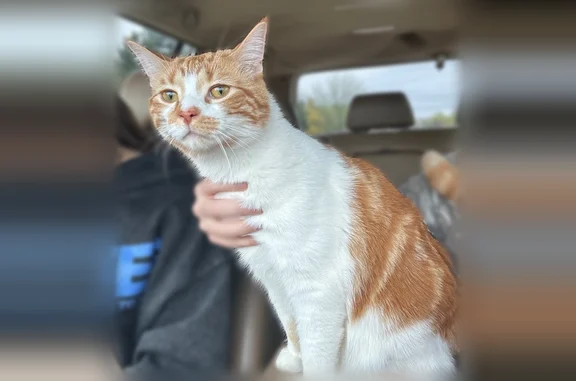 Lost cat, 48th Avenue, Allendale - male orange tabby - photo